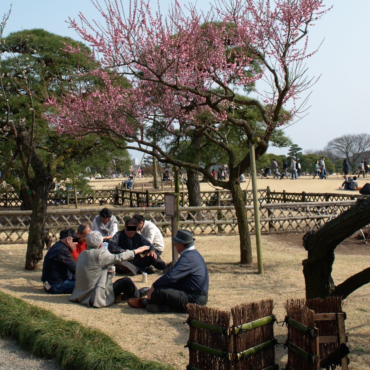 Un petit hanami entre amis...