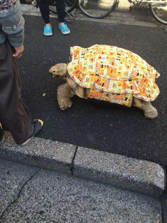 tortue géante tsukishima tokyo