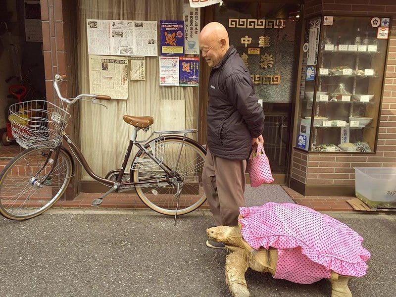 mitani-hisao-wakls-his-tortoise-around-tokyo-2