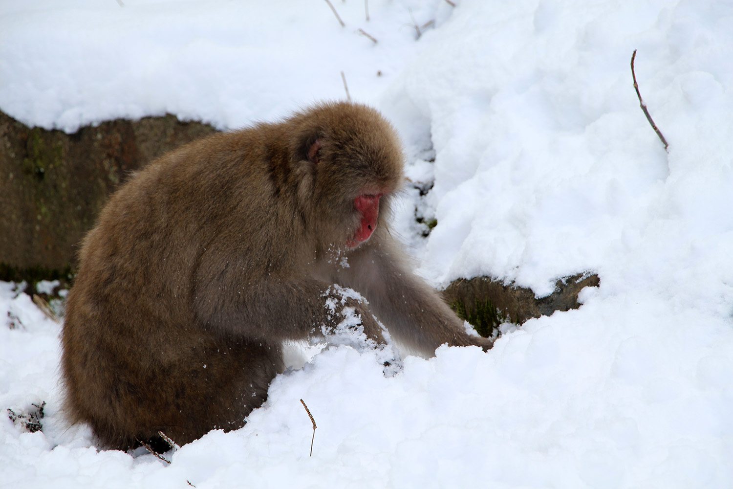Nagano singes neige snow monkey_27