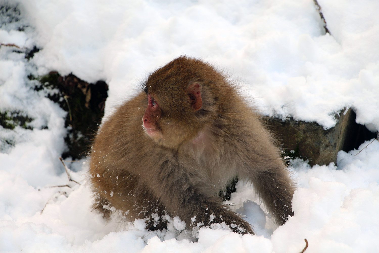 Nagano singes neige snow monkey_29