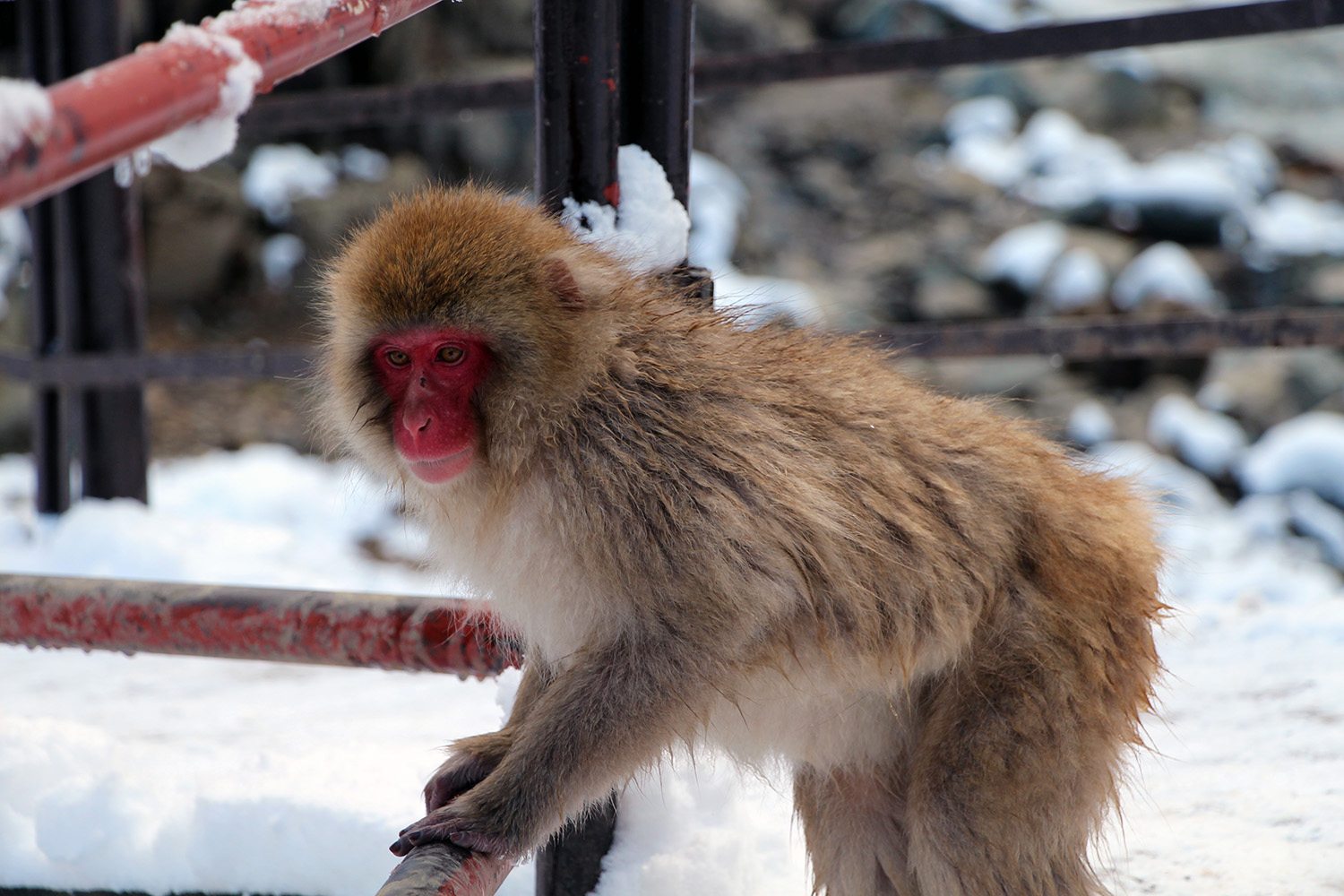 Nagano singes neige snow monkey_31