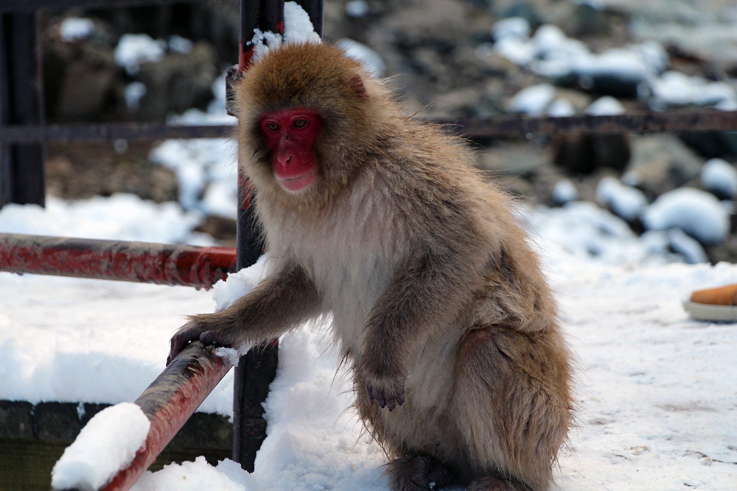 Nagano singes neige snow monkey_32
