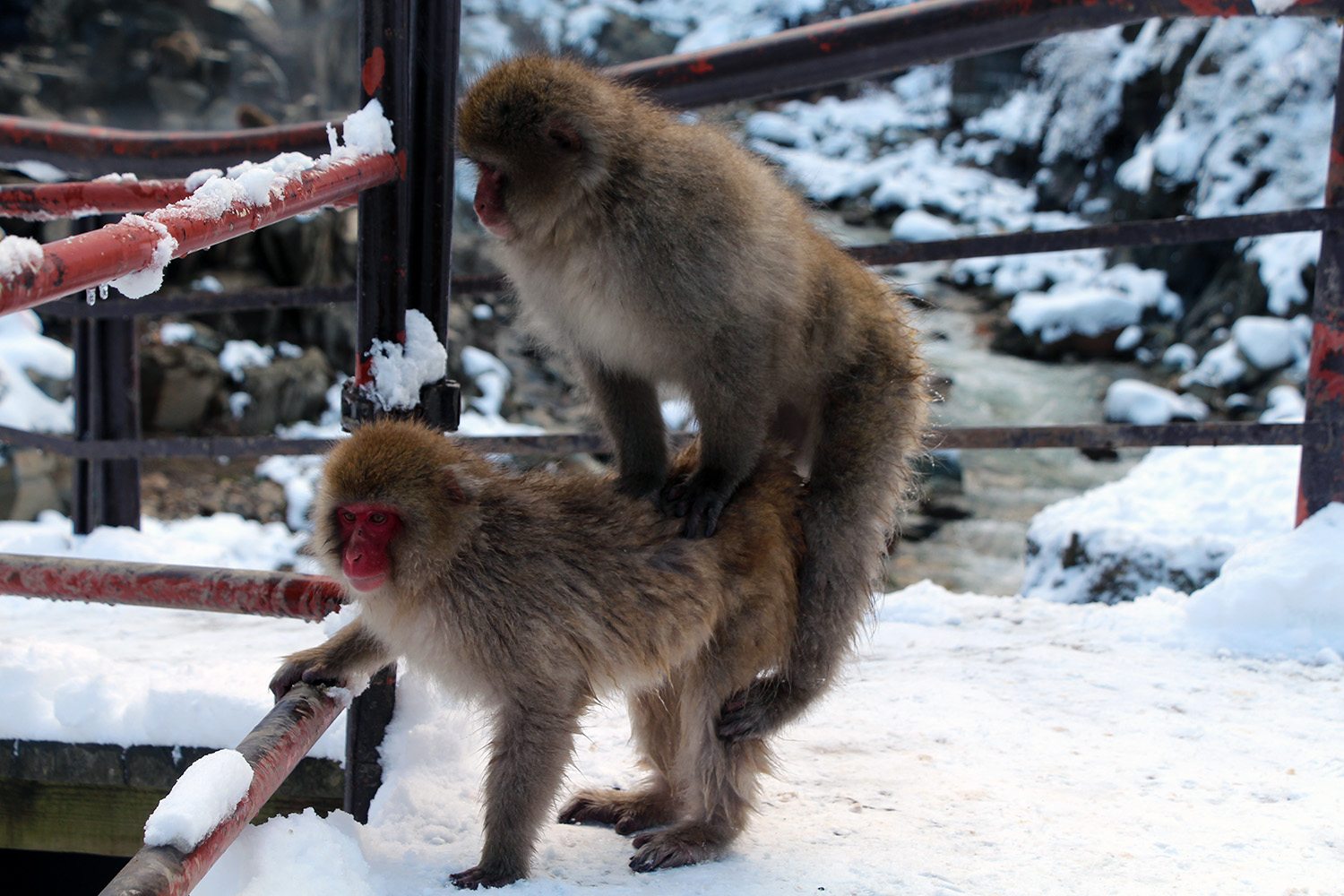 Nagano singes neige snow monkey_33