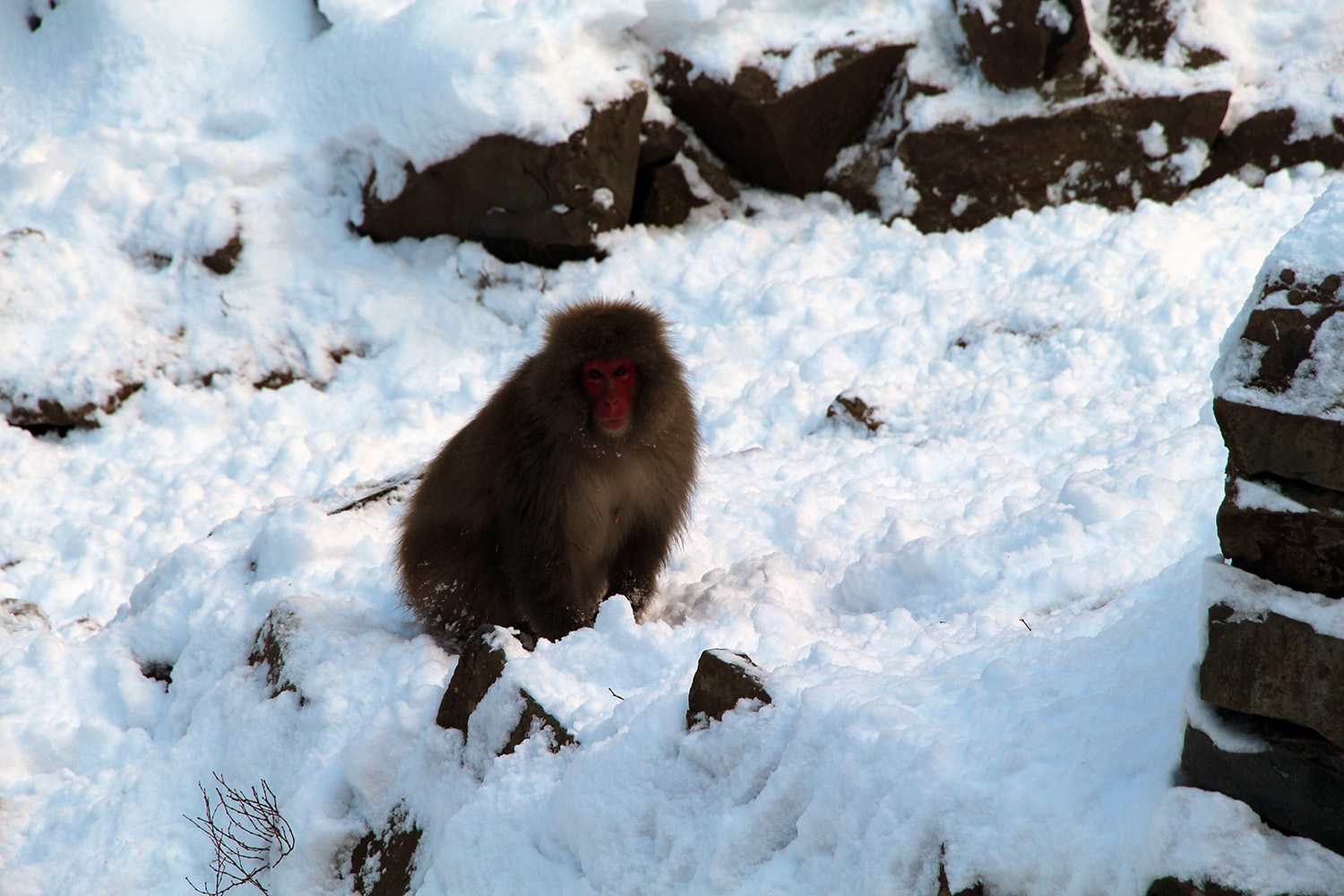 Nagano singes neige snow monkey_37