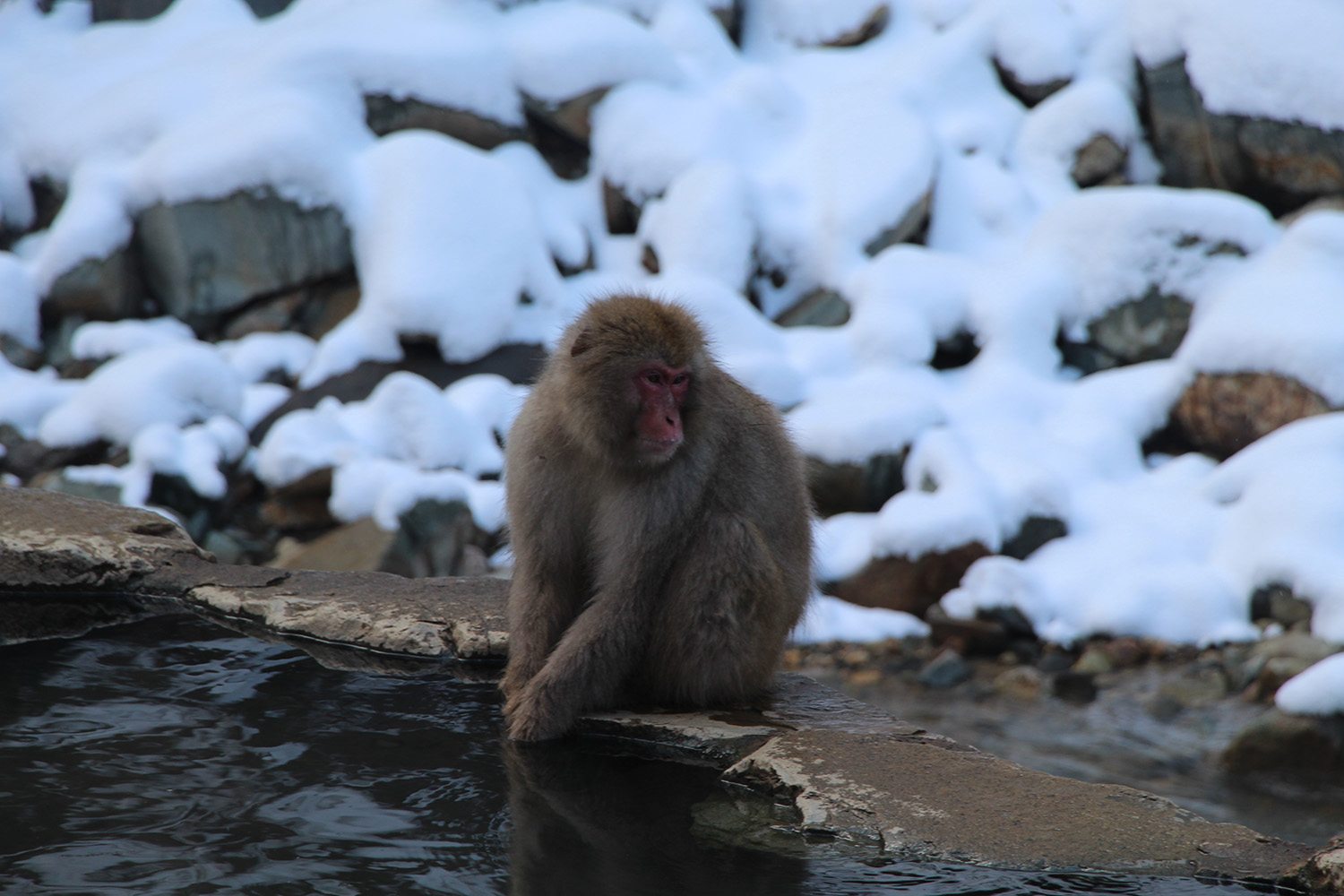 Nagano singes neige snow monkey_38