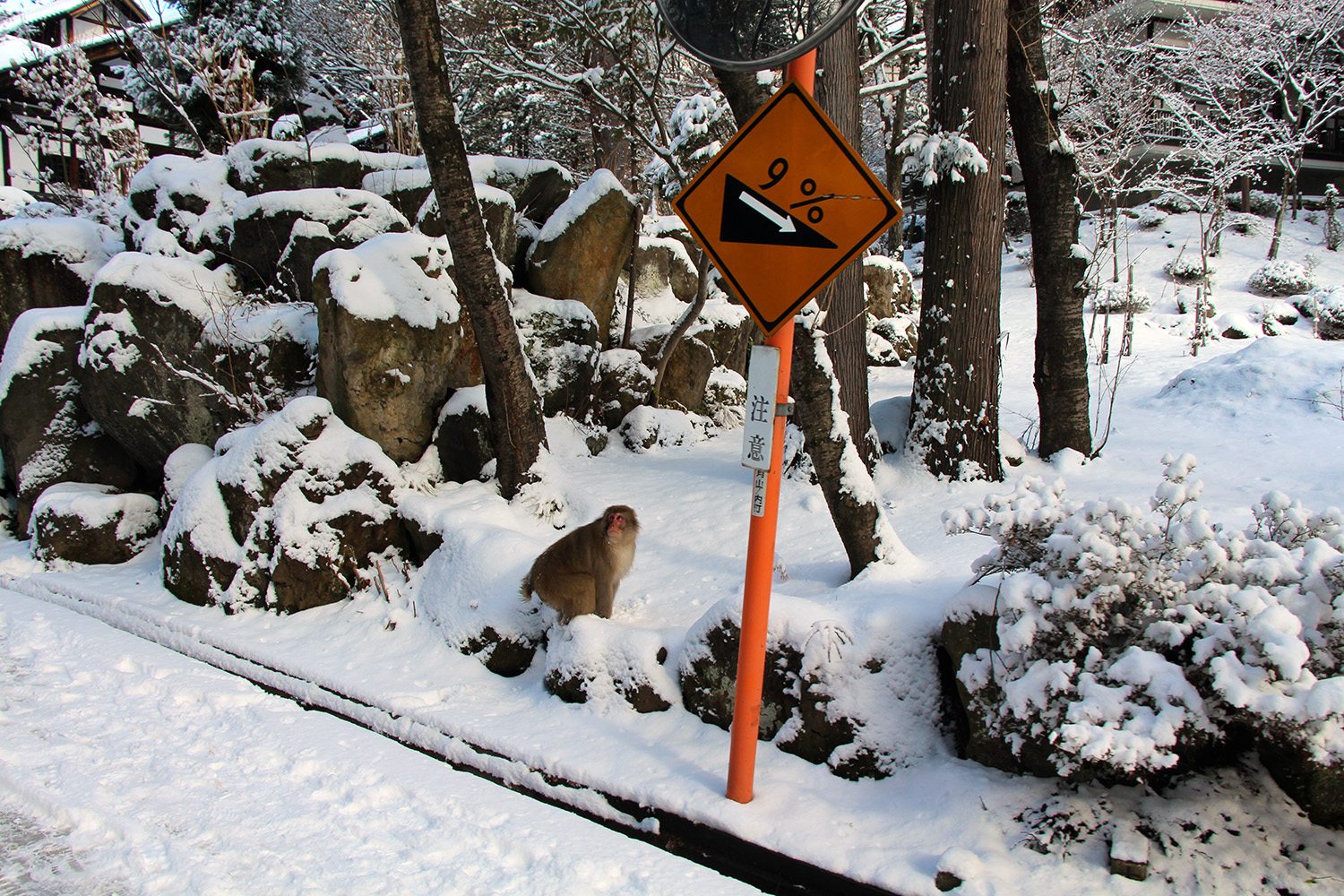 Nagano singes neige snow monkey_4