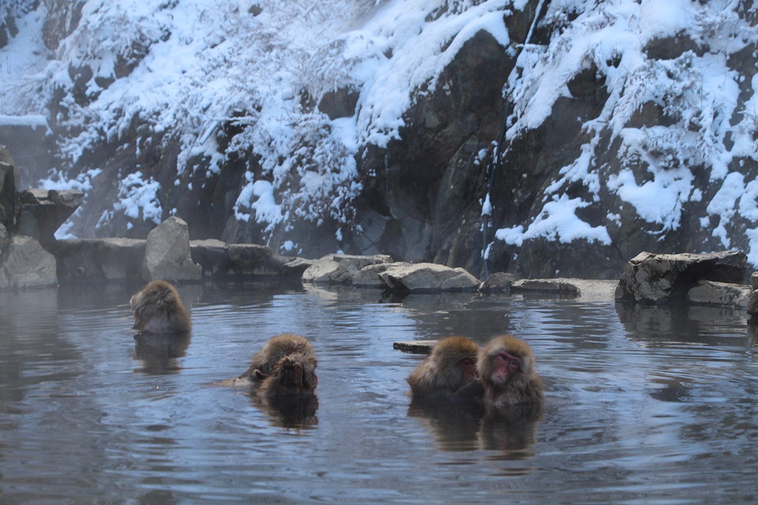 Nagano singes neige snow monkey_41