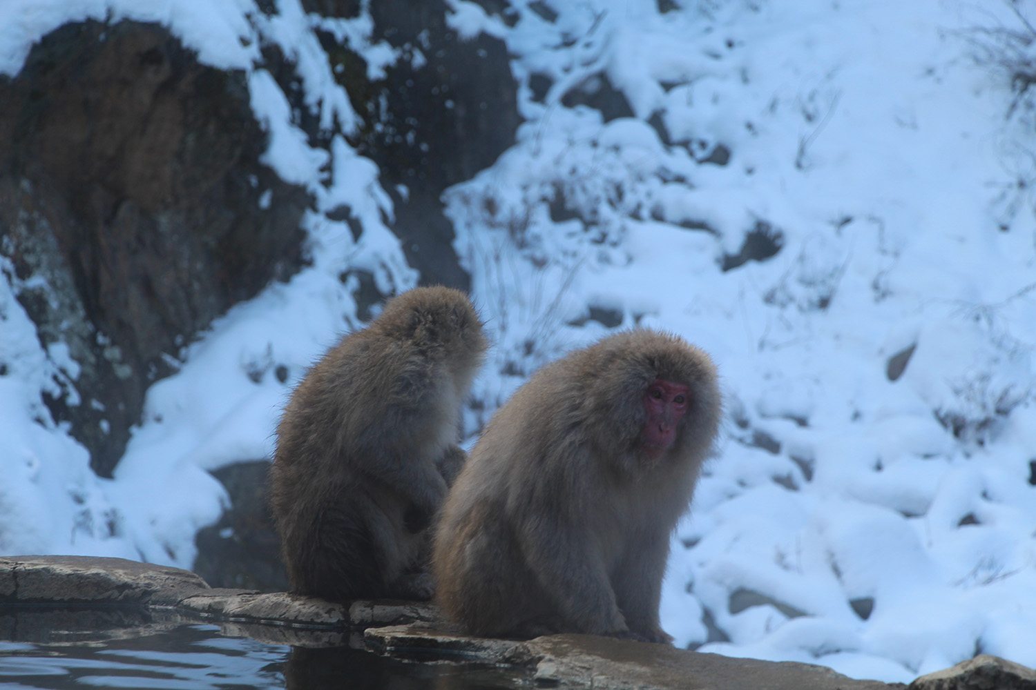 Nagano singes neige snow monkey_42