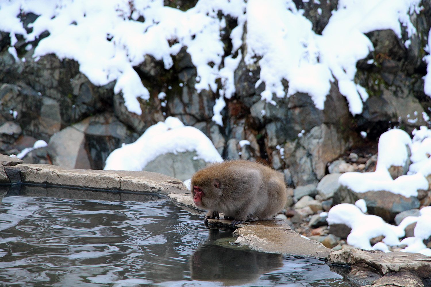 Nagano singes neige snow monkey_46