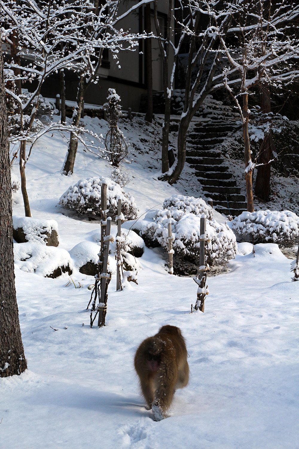 Nagano singes neige snow monkey_5