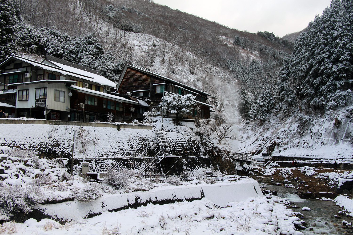 Nagano singes neige snow monkey_53