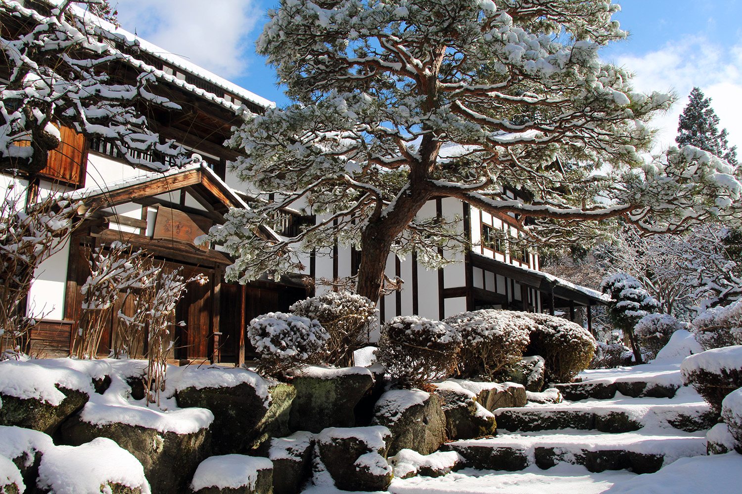 Nagano singes neige snow monkey_55
