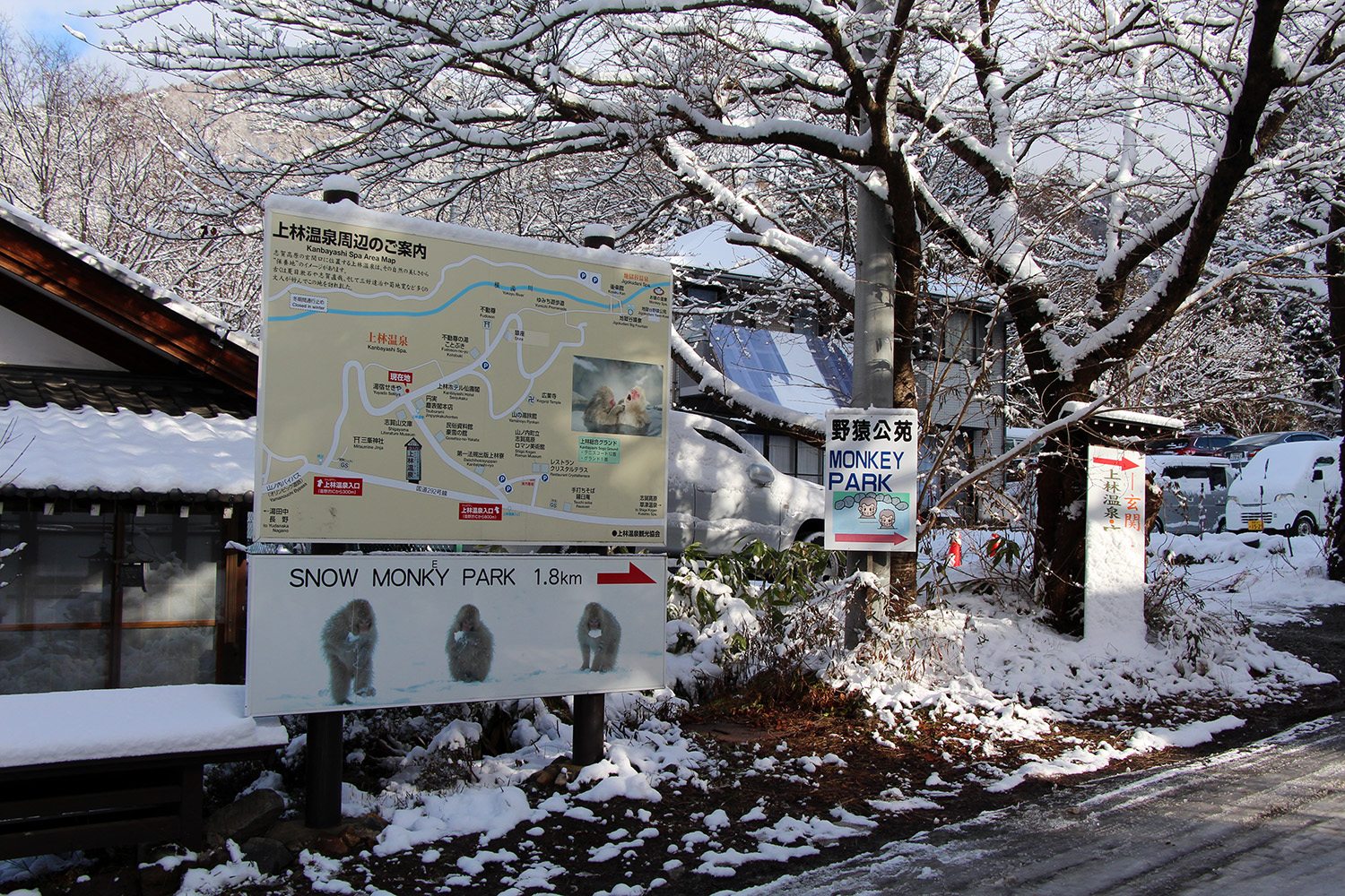 Nagano singes neige snow monkey_6