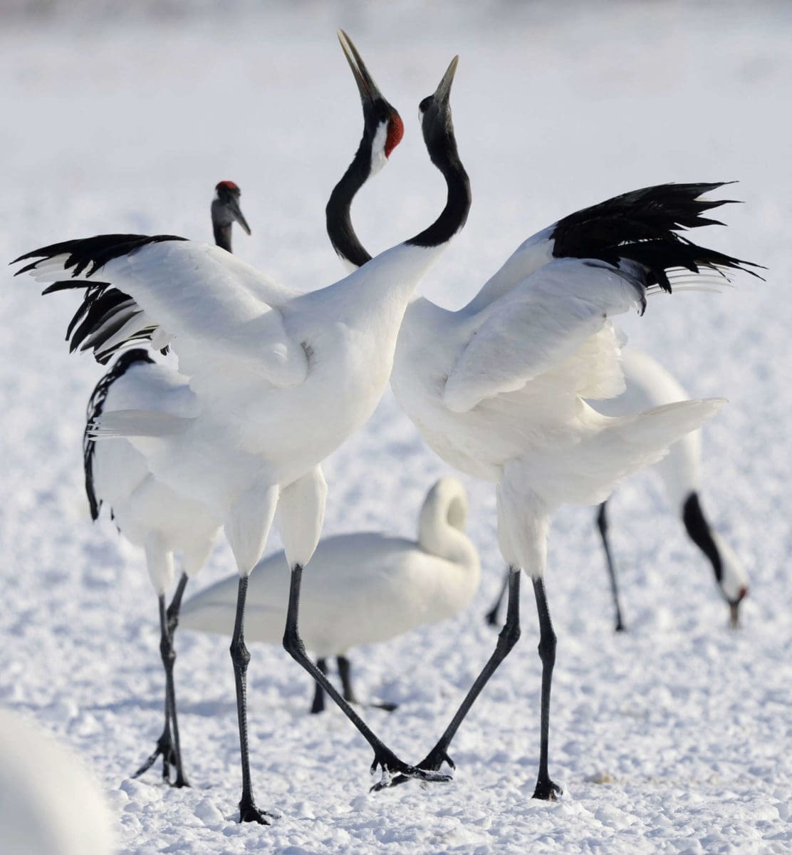 La Danse Enneigée Des Grues Du Japon à Hokkaido Dozodomo