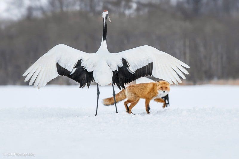 La Danse Enneigée Des Grues Du Japon à Hokkaido Dozodomo