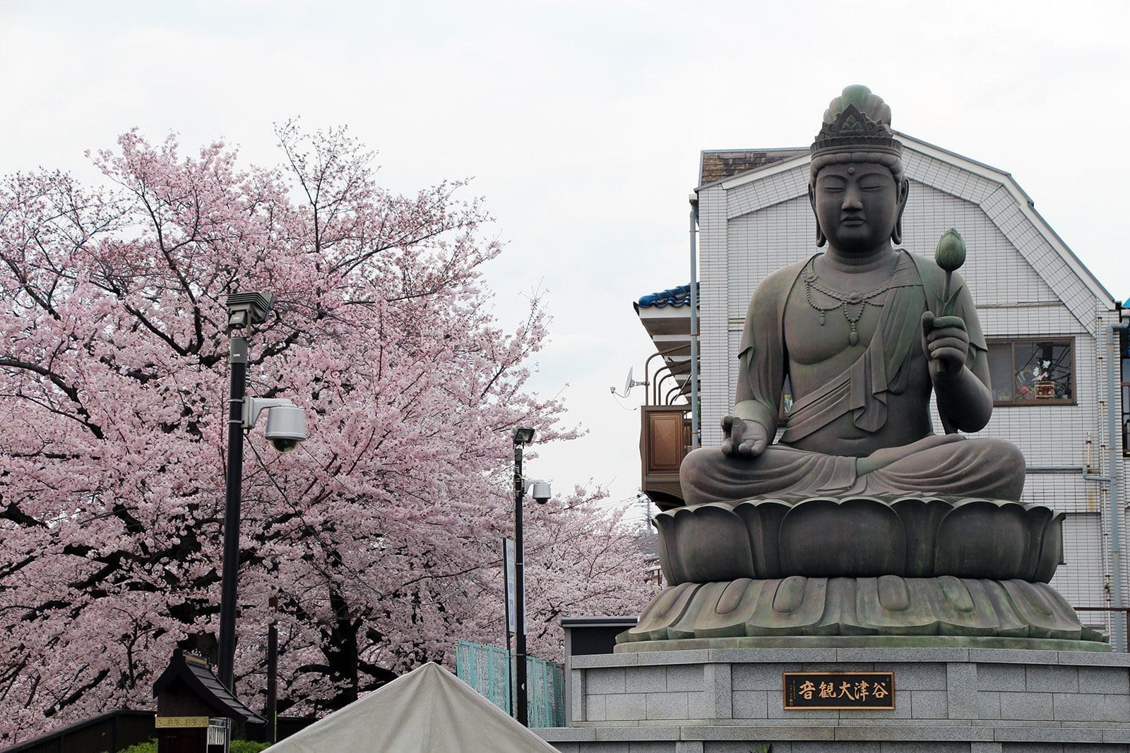 Shakujigawa Tokyo Sakura 2016_1