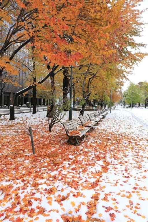 momiji neige_3