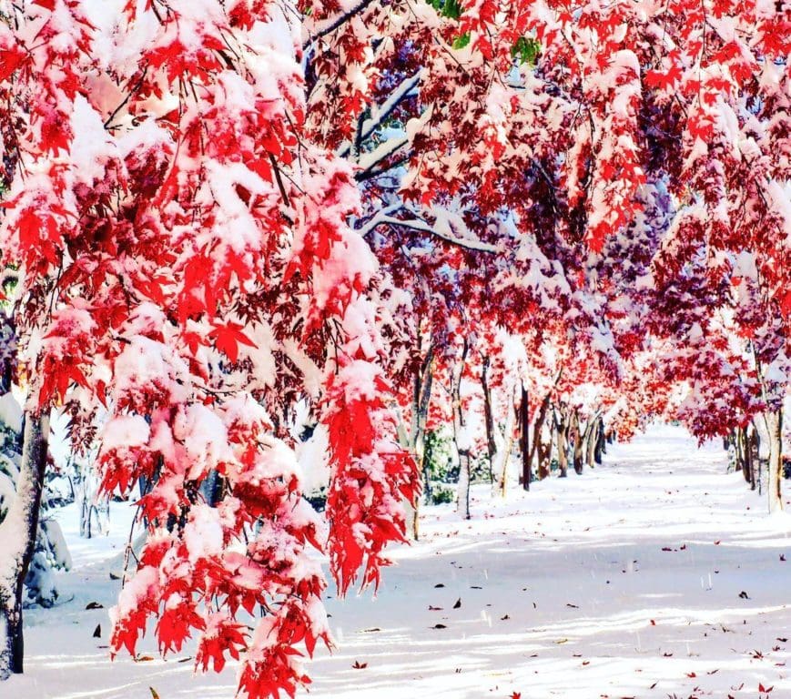 momiji neige_6