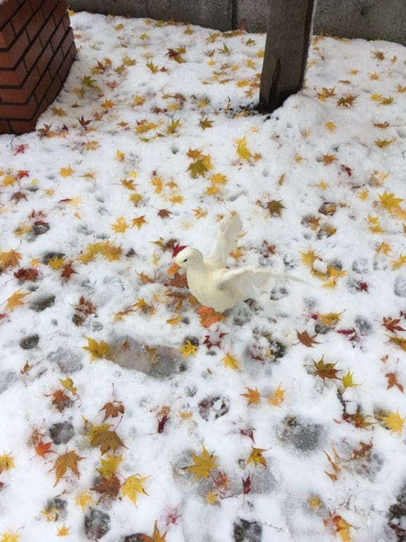 momiji neige_7