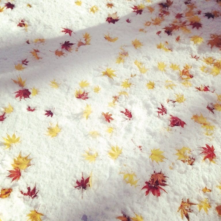 momiji-neige_9