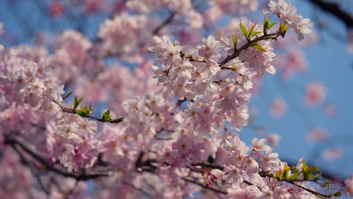 Les Cerisiers En Fleurs Du Jardin Korakuen De Tokyo Vidéo