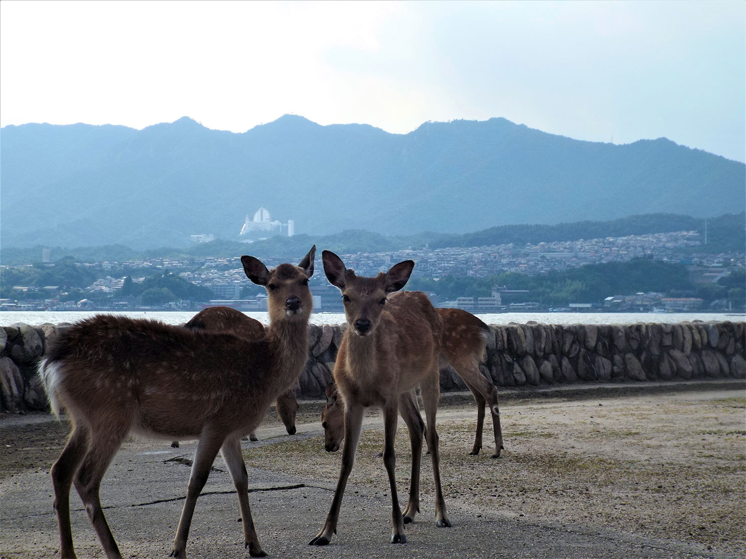 Proposition de visite : Miyajima (proche Hiroshima) DSCF0321
