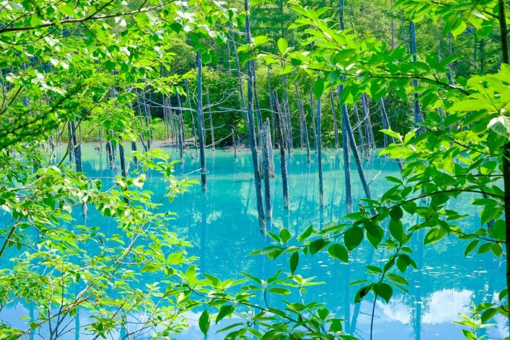 hokkaido-marchand-de-couleurs-de-l-t-japonais