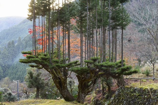 daisugi-elagage-arbre-japon-1.jpeg